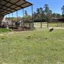 Pine Acres Farm