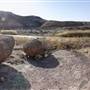 Big Bend Ranch State Park - Hoodoos