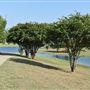 Community Park