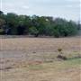 Lockhart State Park