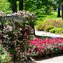 Tyler Municiple Rose Garden