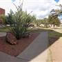 Sul Ross State University