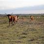Alpha Omega Longhorn Ranch