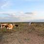 Alpha Omega Longhorn Ranch