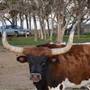 Alpha Omega Longhorn Ranch