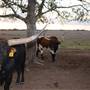 Alpha Omega Longhorn Ranch
