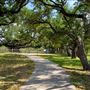Goose Island State Park - The Big Tree