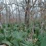 Palmetto State Park