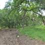 Phil Hardberger Park