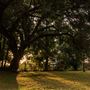 The Oaks of Anahuac