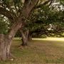 The Oaks of Anahuac