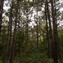 The Oaks of Anahuac