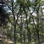 Riva Ridge