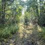 The Oaks of Anahuac