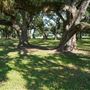 The Oaks of Anahuac
