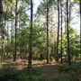 The Oaks of Anahuac