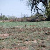 Mackenzie Park - Prairie Dog Town