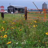 Country Chick Farms