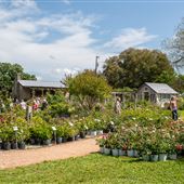 Antique Rose Emporium