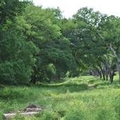 Phil Hardberger Park