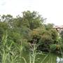 Japanese Tea Garden at Brackenridge Park
