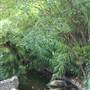 Japanese Tea Garden at Brackenridge Park