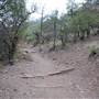 Big Bend National Park - Lost Mine Trail