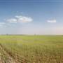 Wheat Field on SH114