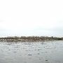 Lake Bastrop