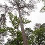 Huntsville State Park