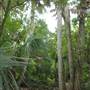 Sabal Palm Sanctuary