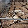 Animal World and Snake Farm