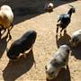 Animal World and Snake Farm