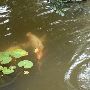 Zilker Botanical Gardens