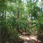 Quitman Arboretum