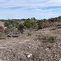 Longhorn River Ranch