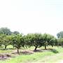 Cooper Farms