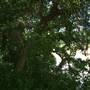 Palmetto State Park