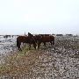 Mendota Ranch