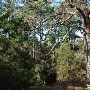 Hyatt Regency Lost Pines Resort & Spa - Wolfdancer Golf Club
