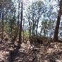 Buescher State Park