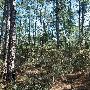 Buescher State Park