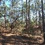 Buescher State Park