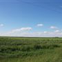 Cotton Fields on FM 1223