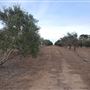 Texas Hill Country Olive Company