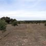 Texas Hill Country Olive Company
