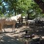 Old Ponderosa Ranch