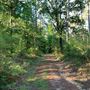 W G Jones State Forest