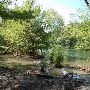 Red Bud Isle