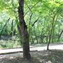 Bonnie Wenk Park